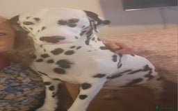 Dalmatian dogs for sale: Dalmation Puppies For Sale - Advert 2