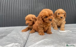 Cockapoo dogs for sale: Beautiful f1 cockapoos ready now - Image 18