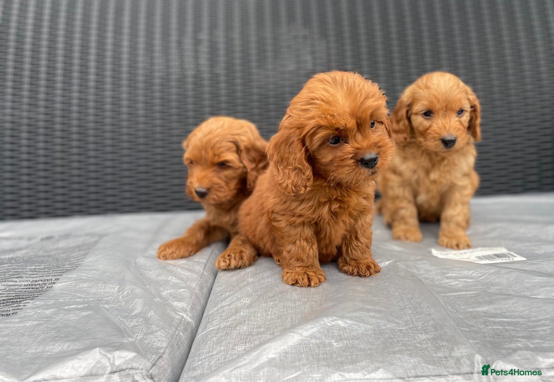 Cockapoo dogs for sale: Beautiful f1 cockapoos ready now - Image 18