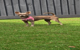 Chihuahua dogs for sale: Lilac female smoothcoat chihuahua - Image 5