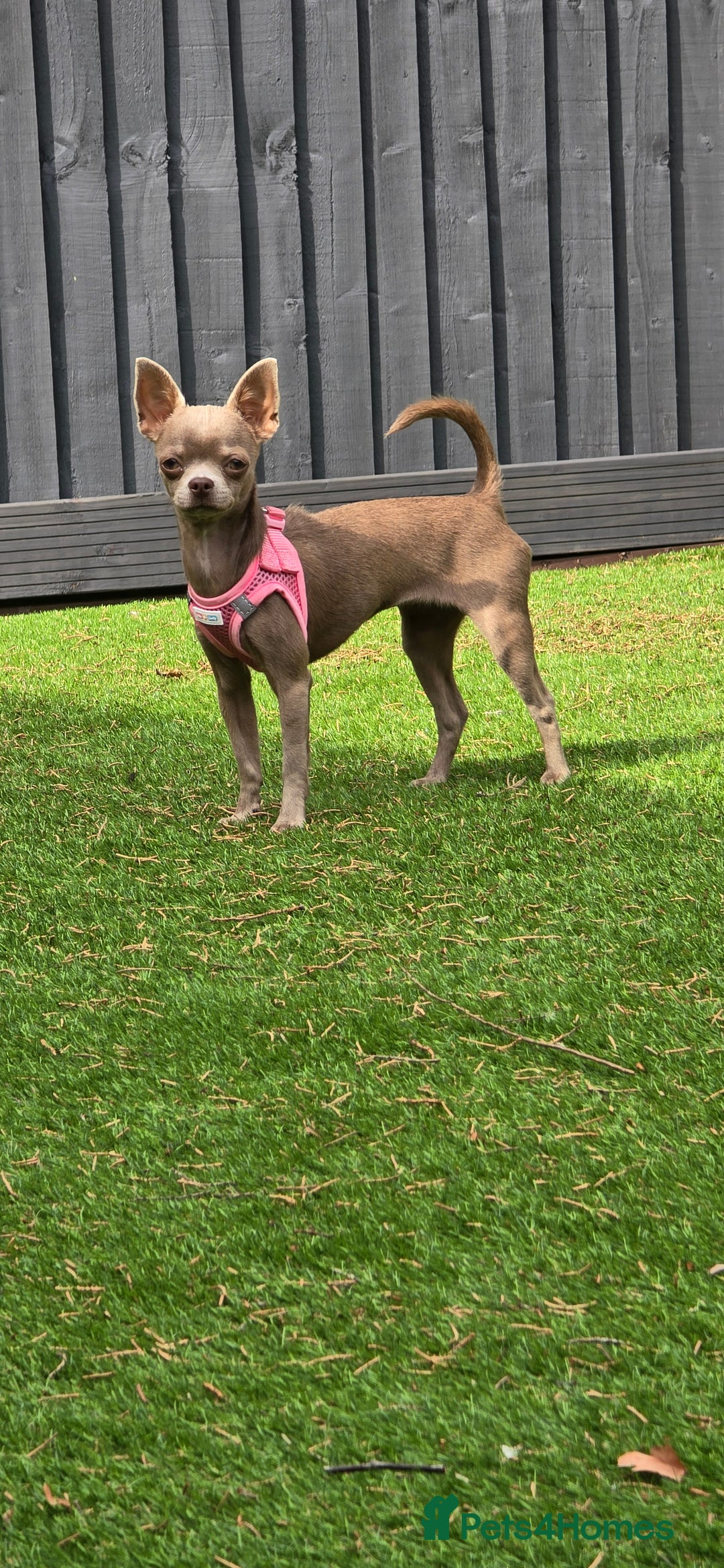 Chihuahua dogs for sale: Lilac female smoothcoat chihuahua - Image 5