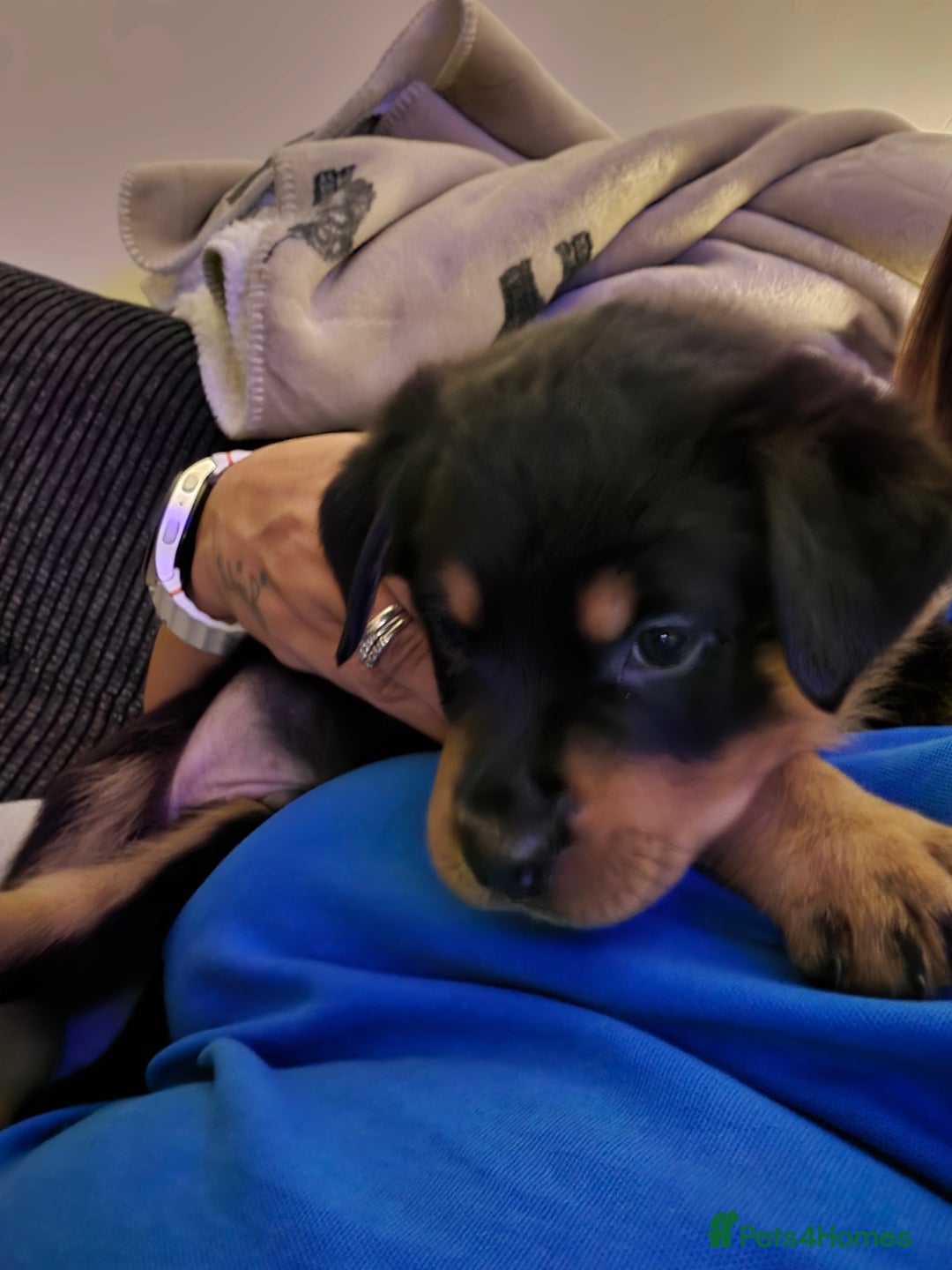 Rottweiler dogs for sale: Indie & dozer pups  - Advert 34