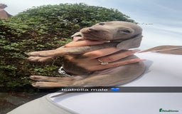 Dachshund dogs for sale: Miniature dachshund  - Advert 22