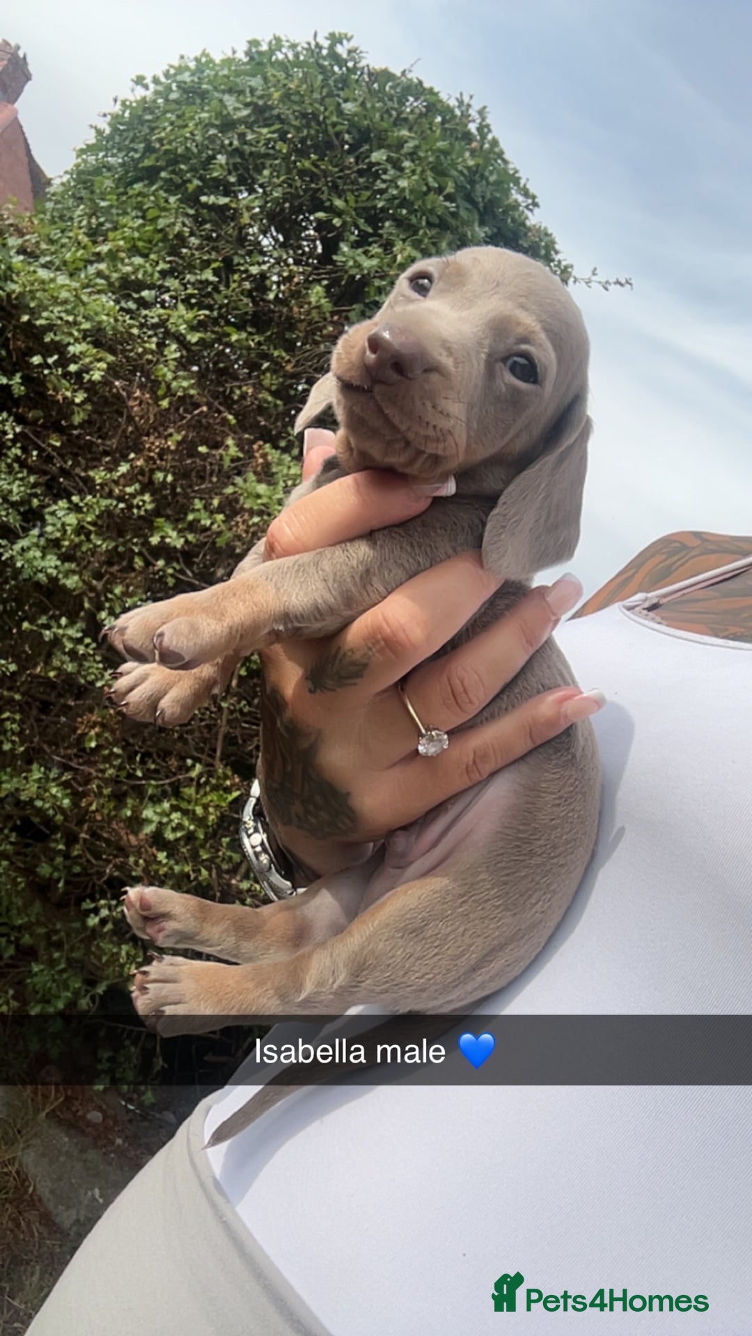 Dachshund dogs for sale: Miniature dachshund  - Advert 22