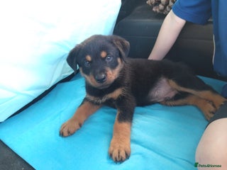 Rottweiler dogs Rottweiler puppies for sale - Advert 1
