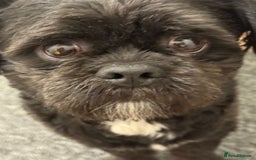 Shih Tzu dogs for stud: Adorable Shih Tzu available for stud - Image 2