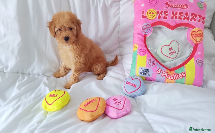Poodle dogs - Advert 2