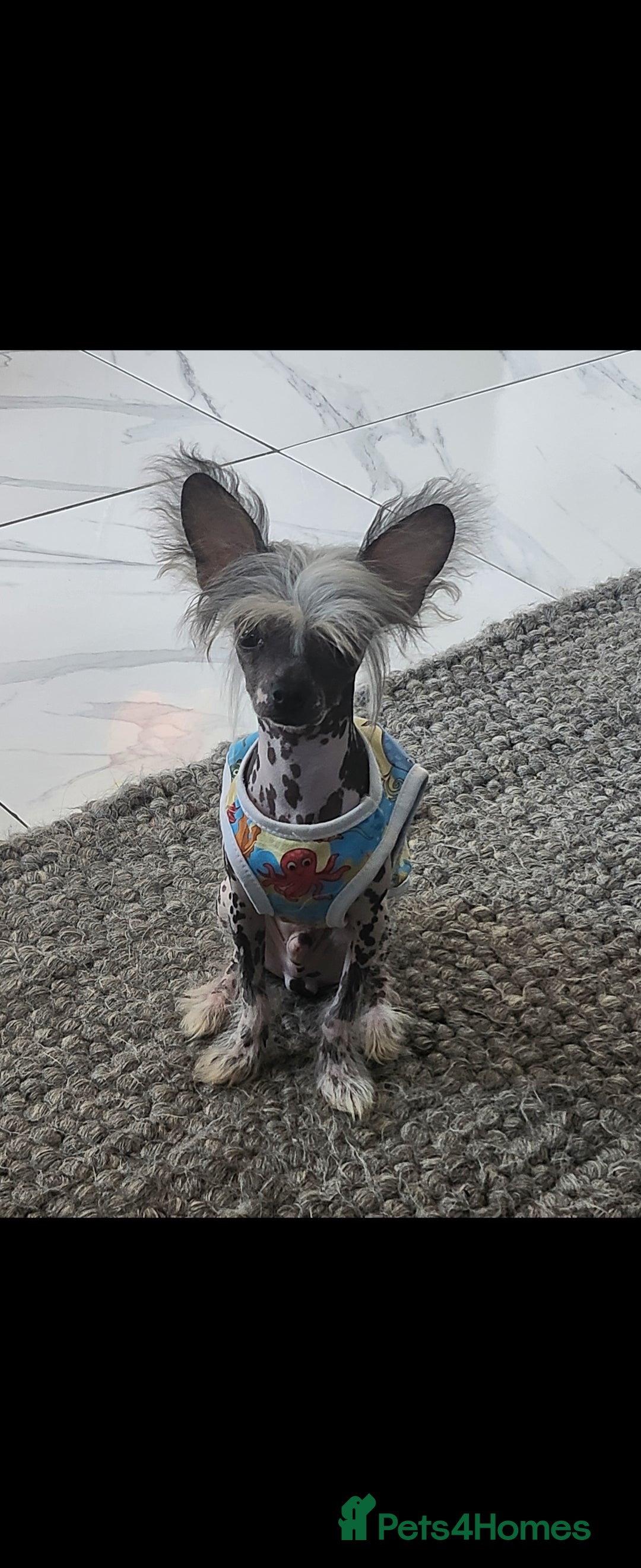 Mixed Breed dogs for sale: Tiny hairless Chinese crested/chihuahua pup  - Image 11