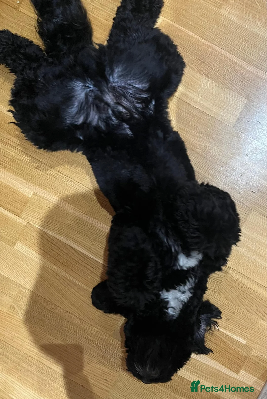 Cockapoo dogs for stud: For stud service - Advert 2