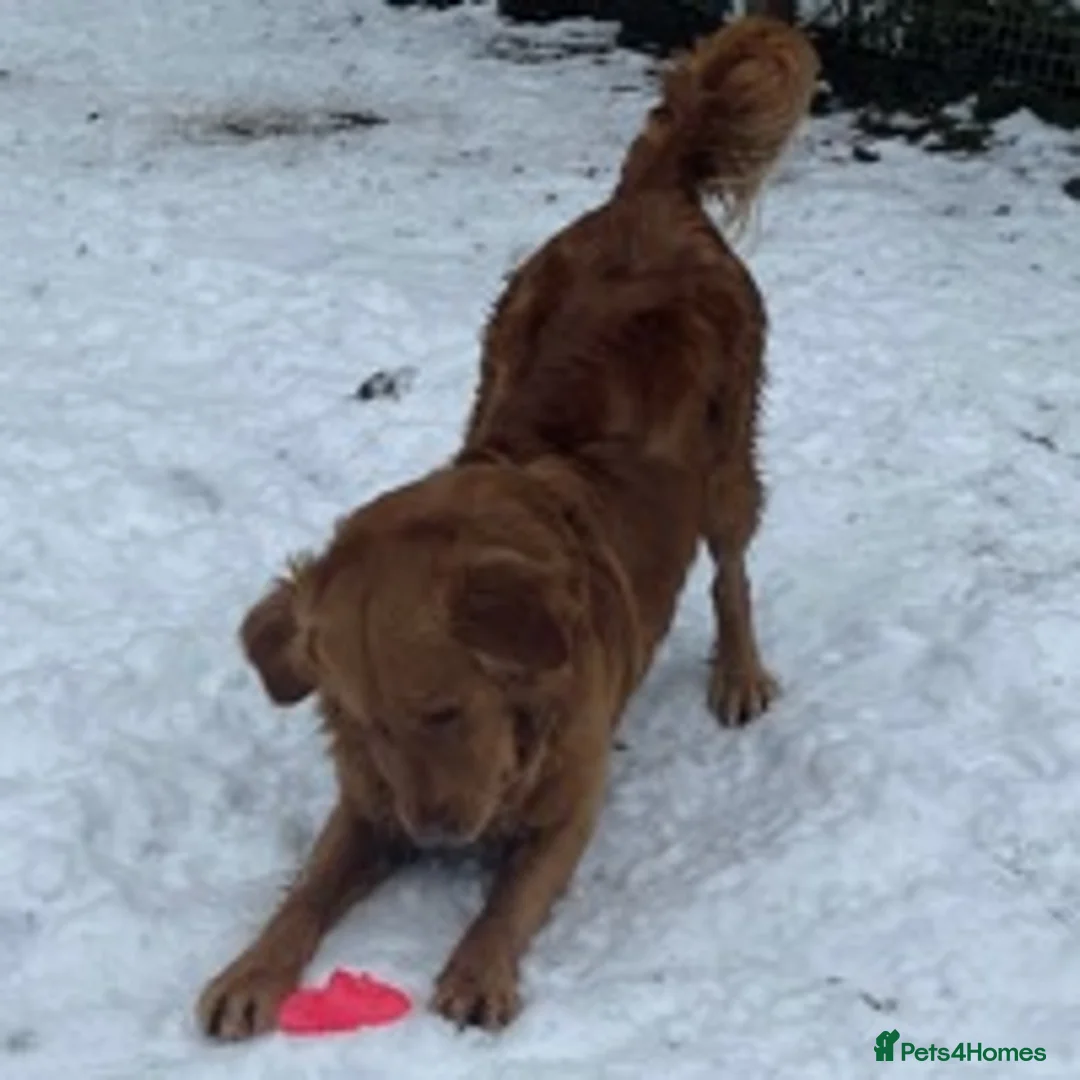 Golden Retriever dogs for stud: Dark Red Health Tested Proven Retriever Stud in Bewdley - Advert 5