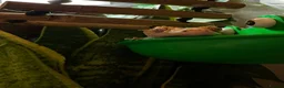 Gecko reptiles for sale: Crested Gecko  - Advert 3