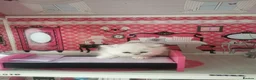 Scottish Fold cats for sale: Scottish Fold  Last Girl - Advert 2