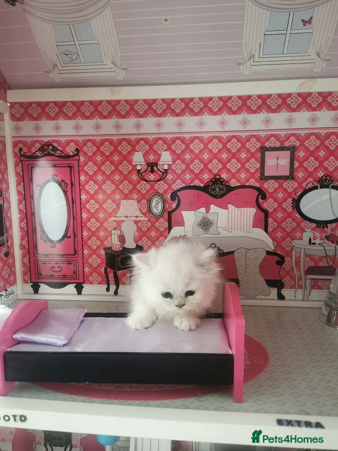 Scottish Fold cats for sale: Scottish Fold  Last Girl - Advert 2