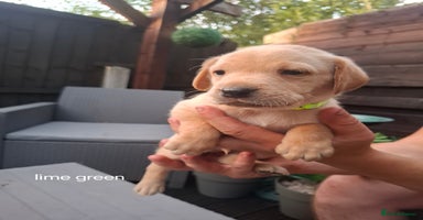 Labrador Retriever dogs - Advert 2