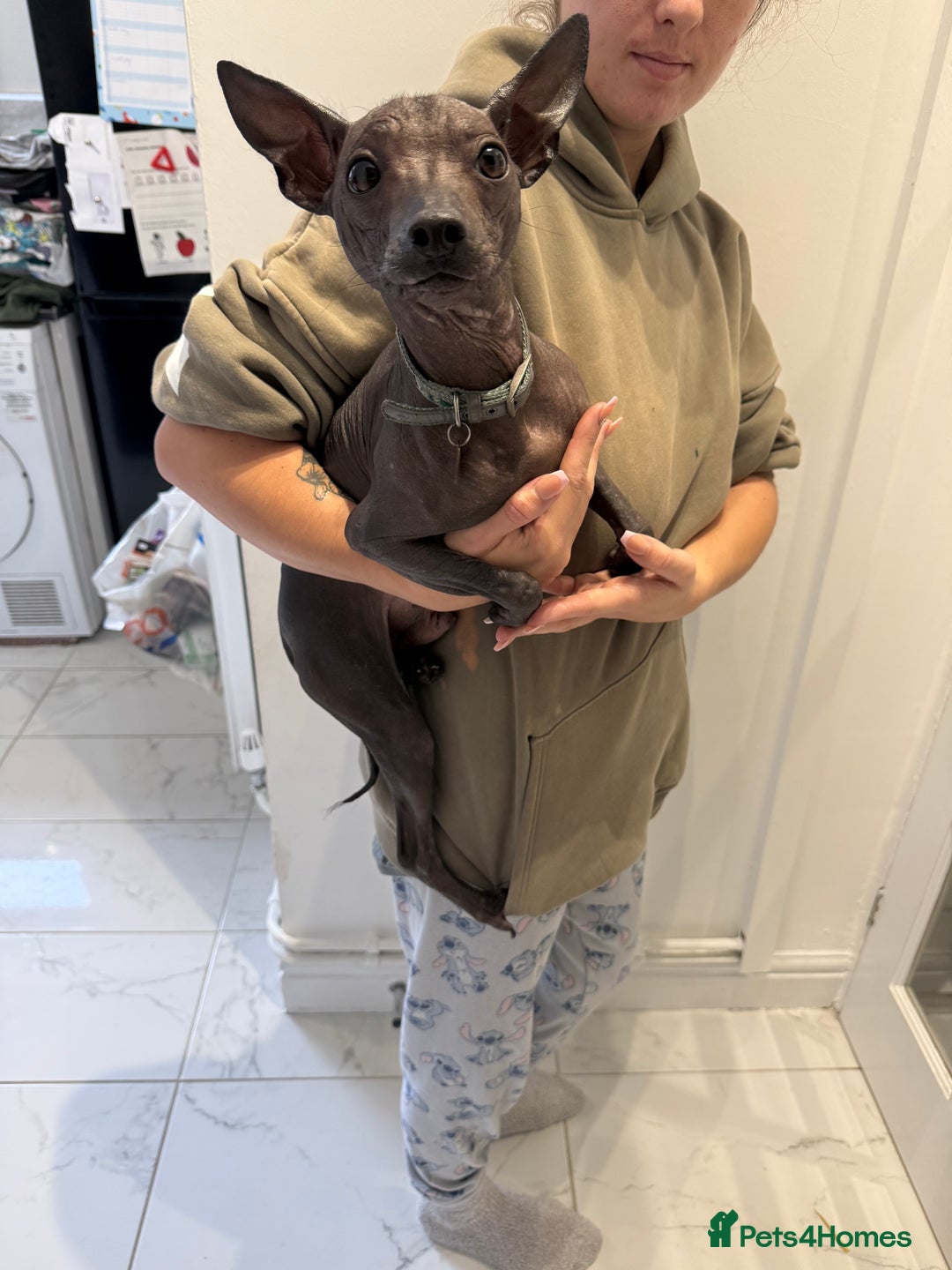 Mexican Hairless dogs for sale: MINI MEXICAN HAIRLESS MALE!   - Image 4