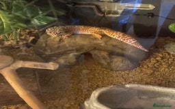 Leopard Gecko reptiles for sale: Beautiful Bella and vivarium  - Image 3