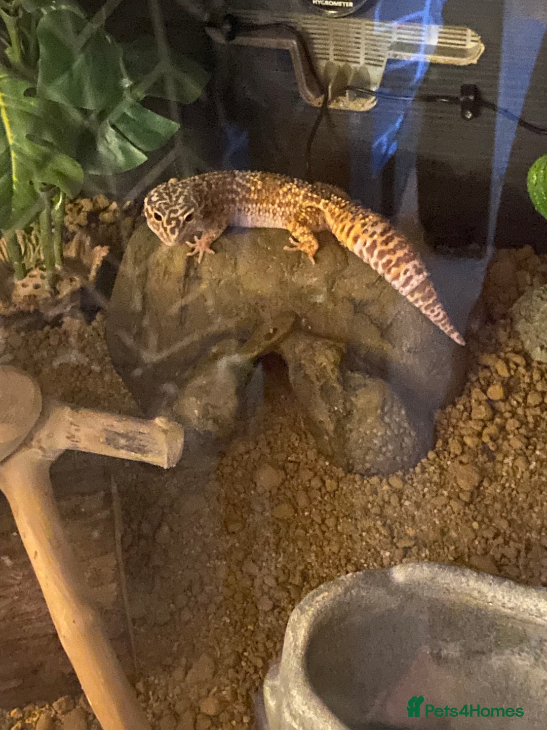 Leopard Gecko reptiles for sale: Beautiful Bella and vivarium  - Image 3