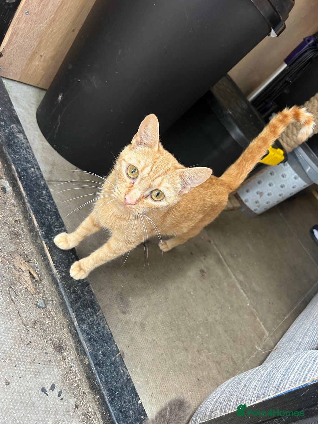 Domestic Shorthair cats for sale: Ginger kittens - Image 4