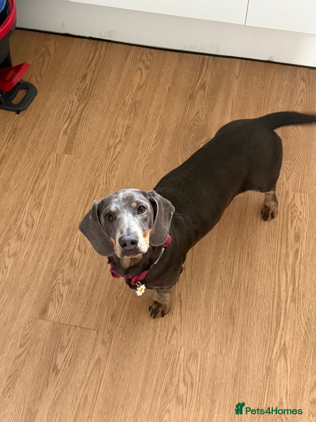 Miniature Dachshund dogs for sale: Miniature dachshund girl  - Image 1