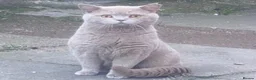 British Shorthair cats for sale: Gccf active lilac male needs a home - Advert 5