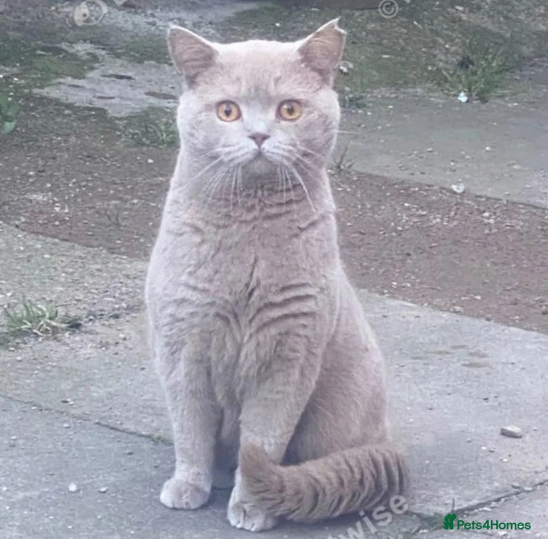 British Shorthair cats for sale: Gccf active lilac male needs a home - Advert 5