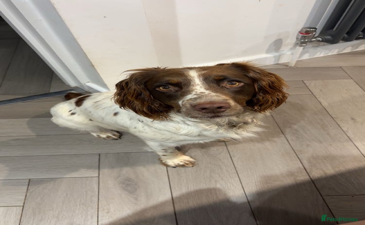 English Springer Spaniel dogs in High Wycombe - Advert 2