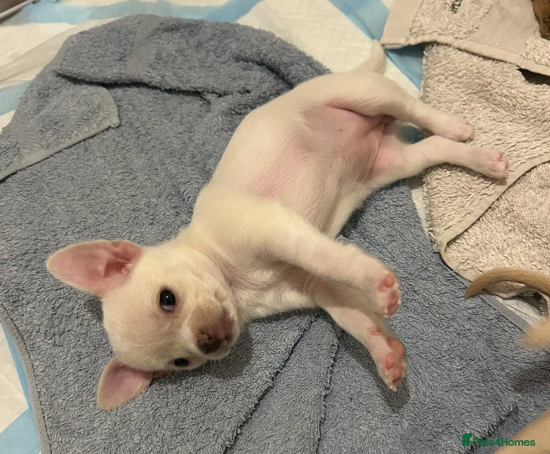 Chihuahua dogs for sale: Chilhuahua puppies  - Image 2