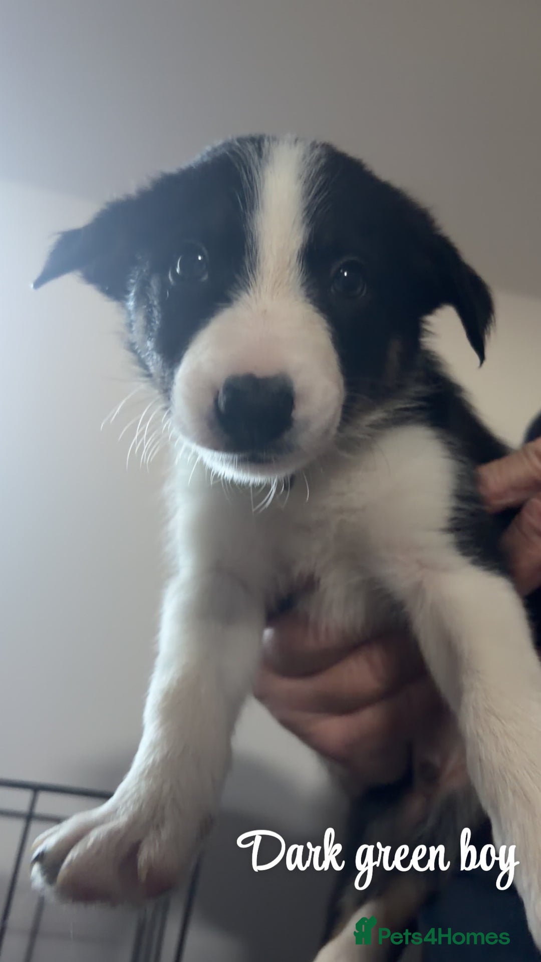 Mixed Breed dogs for sale: Border collie pups - Advert 4