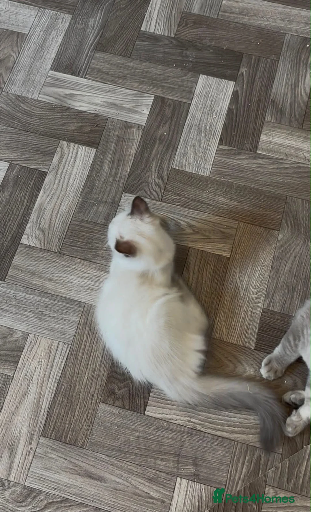 Ragdoll cats for sale: 🌟LAST GIRL RAGDOLL KITTEN🌟 - Advert 11