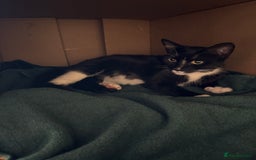 Domestic Shorthair cats for sale: Beautiful kittens, nearly ready for forever homes - Image 8