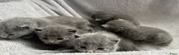 Russian Blue cats for sale: Russian Blue kittens  - Advert 34