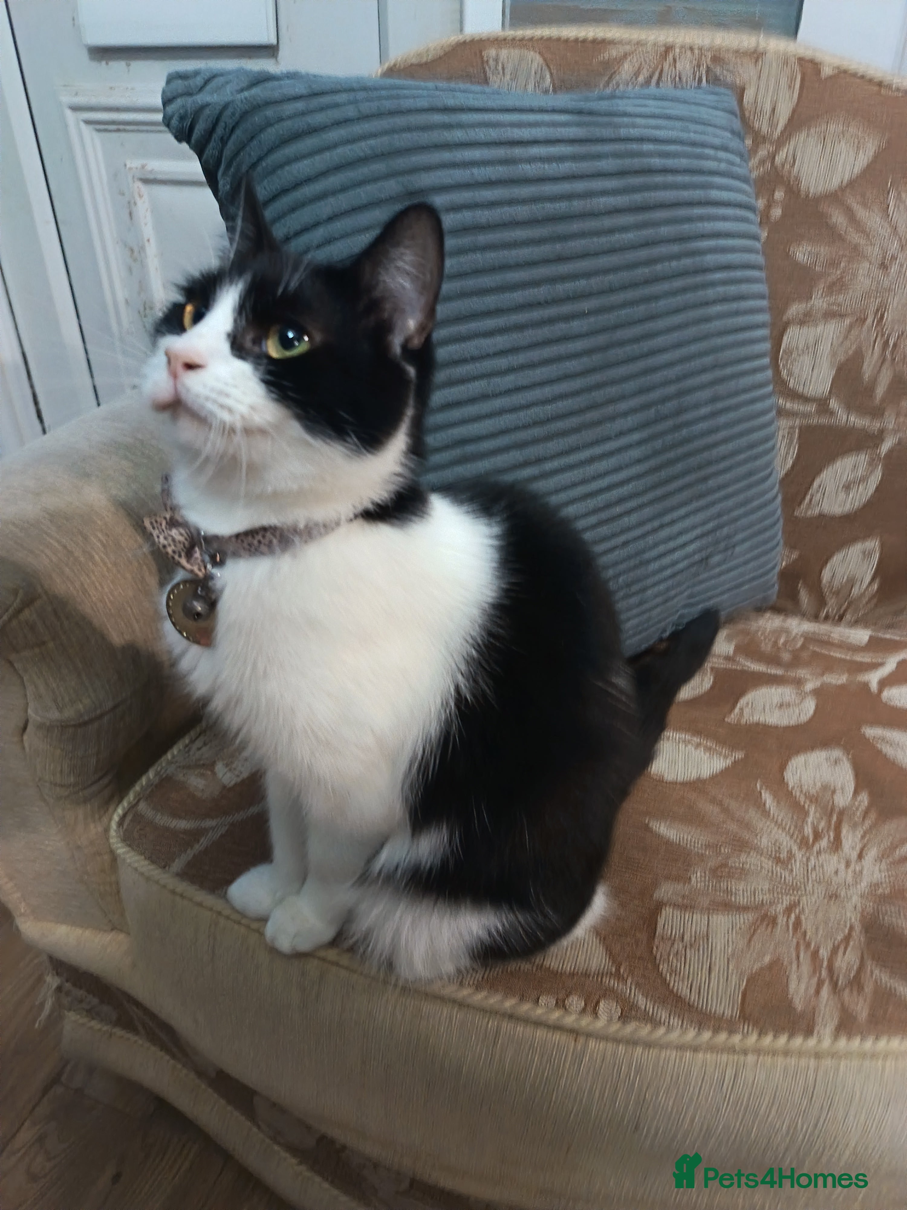 Mixed Breed cats Female Cat - Advert 1