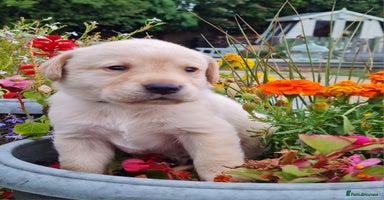 Labrador Retriever dogs - Advert 9