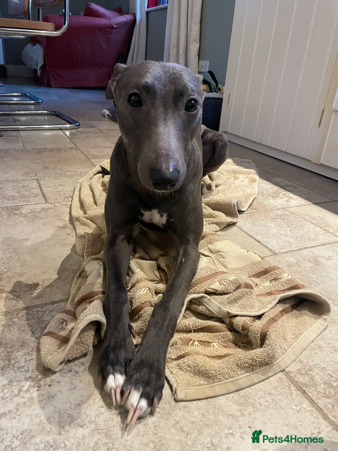 Mixed Breed dogs for sale: Whippet Greyhound Cross needing new home - Advert 2