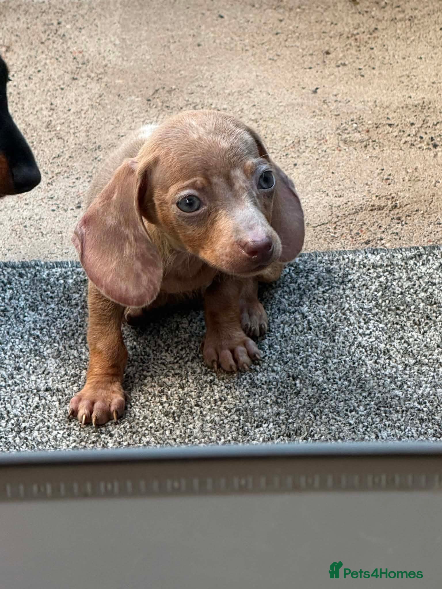 Miniature Dachshund dogs Miniature dachshund  - Advert 15