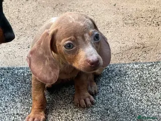 Miniature Dachshund dogs Miniature dachshund - Advert 15