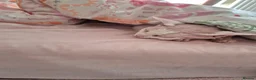 Sphynx cats for sale: Gorgeous bonded pair of Sphynx cats in Worthing - Advert 13