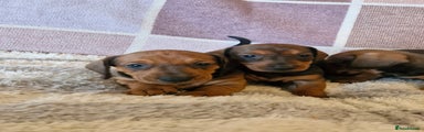 Dachshund Puppy 4