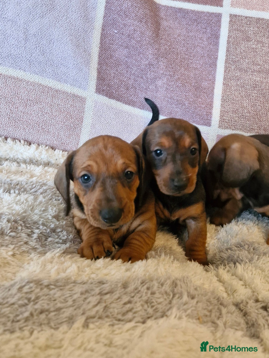 Dachshund dogs for sale: Gorgeous KC standard dachsund pups - Advert 14