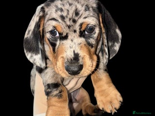 Miniature Dachshund dogs 1 boy left miniature smooth haired Dashound - Advert 3