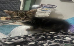 Domestic Shorthair cats for sale: Tabby kittens - Image 5