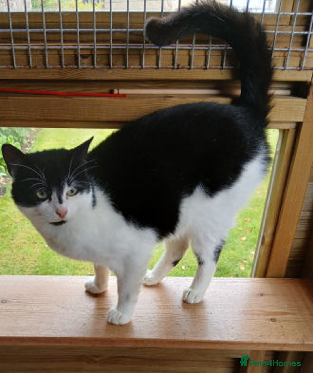 Mixed Breed cats for adoption: BOB,, - Image 3