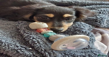 Miniature Dachshund dogs - Advert 3