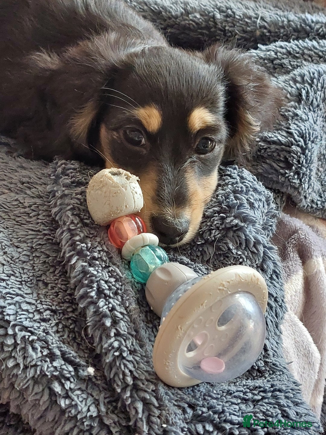 Miniature Dachshund dogs for sale: READY NOW BLACK & CREAM KC REG MINI L HAIRED DAXIS - Image 3
