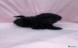 Cavapoo dogs for sale: Ready now Cavapoo puppies for sale  - Image 21