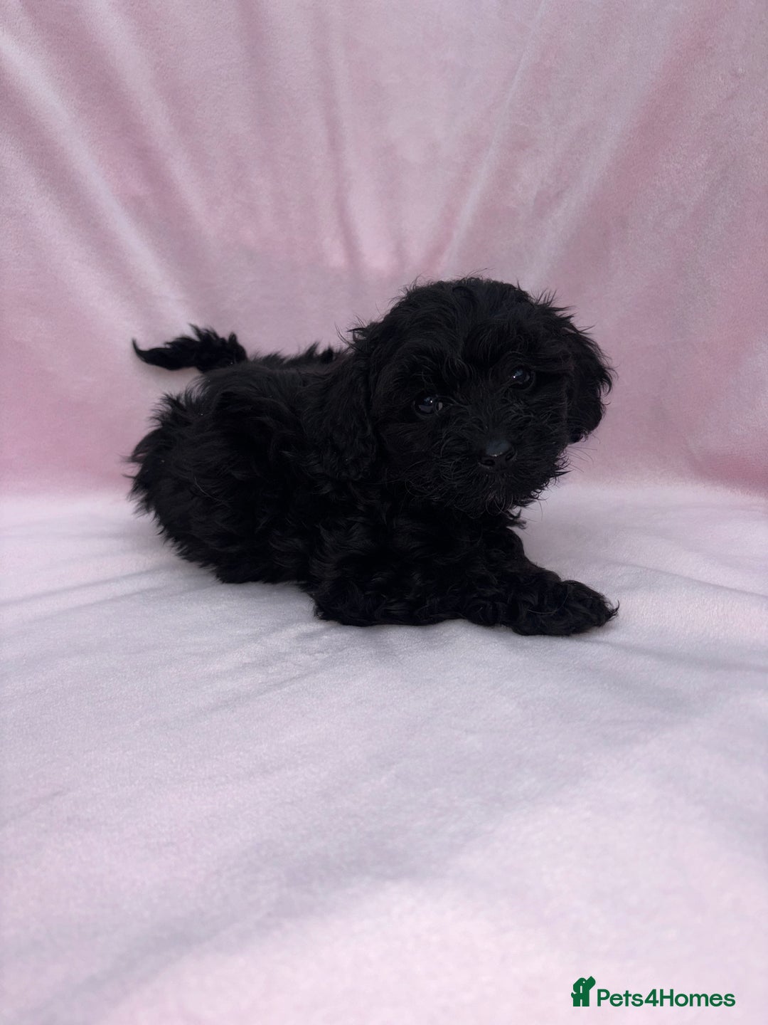 Cavapoo dogs for sale: Ready now Cavapoo puppies for sale  - Image 21