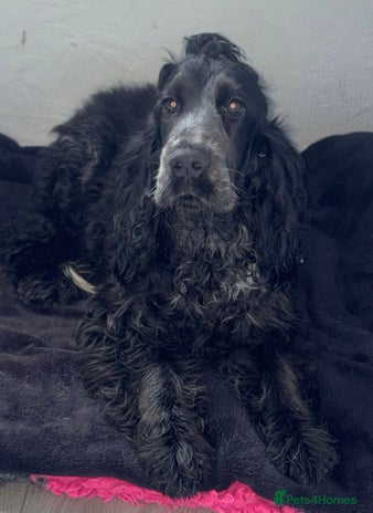 Cocker Spaniel dogs - Advert 10