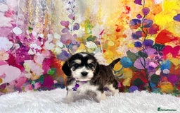 Cockapoo dogs for sale: ⭐️Rare Silver Phantom DNA CLEAR Mini F1 Cockapoos - Image 9