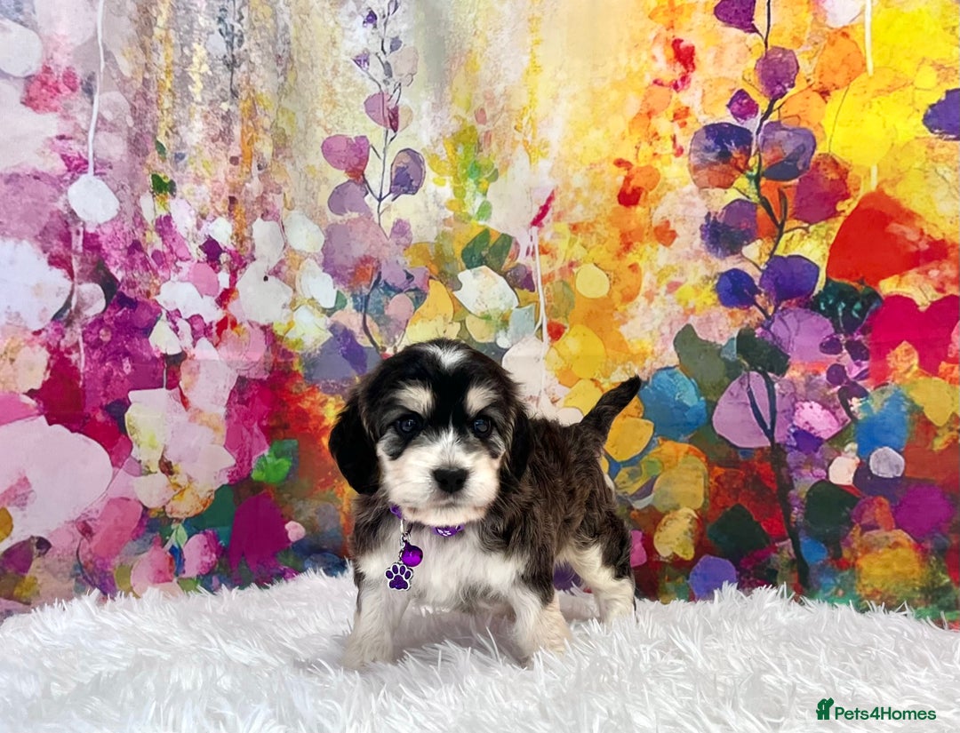 Cockapoo dogs for sale: ⭐️Rare Silver Phantom DNA CLEAR Mini F1 Cockapoos - Image 9