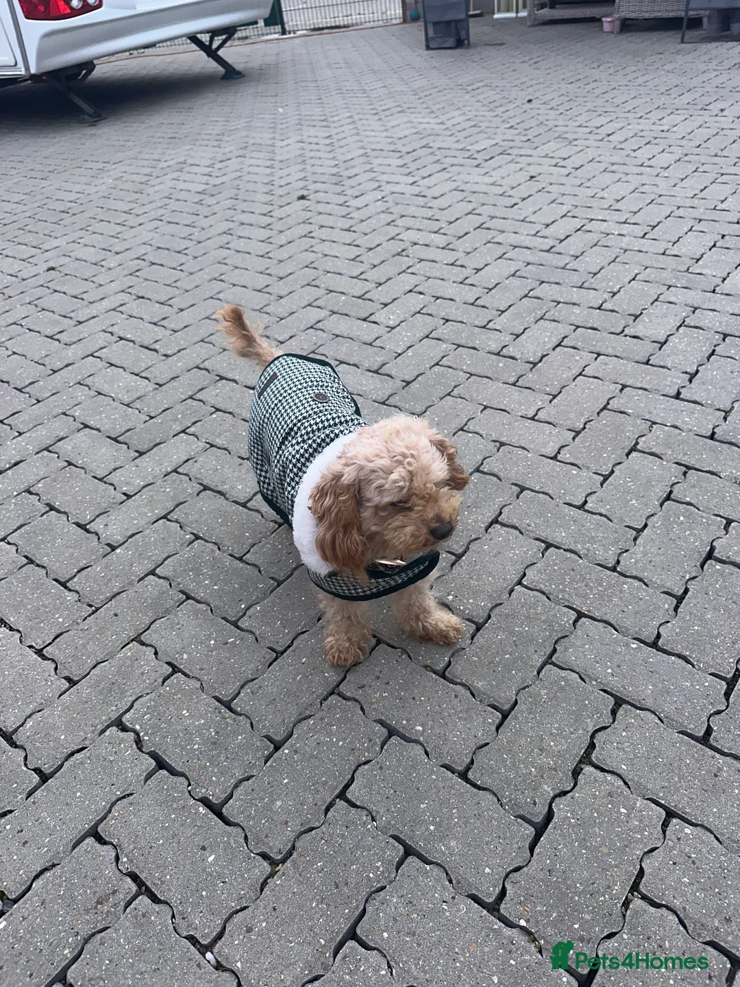 Cockapoo dogs for sale: Gorgeous F1 cockapoo puppies available to reserve  - Advert 11